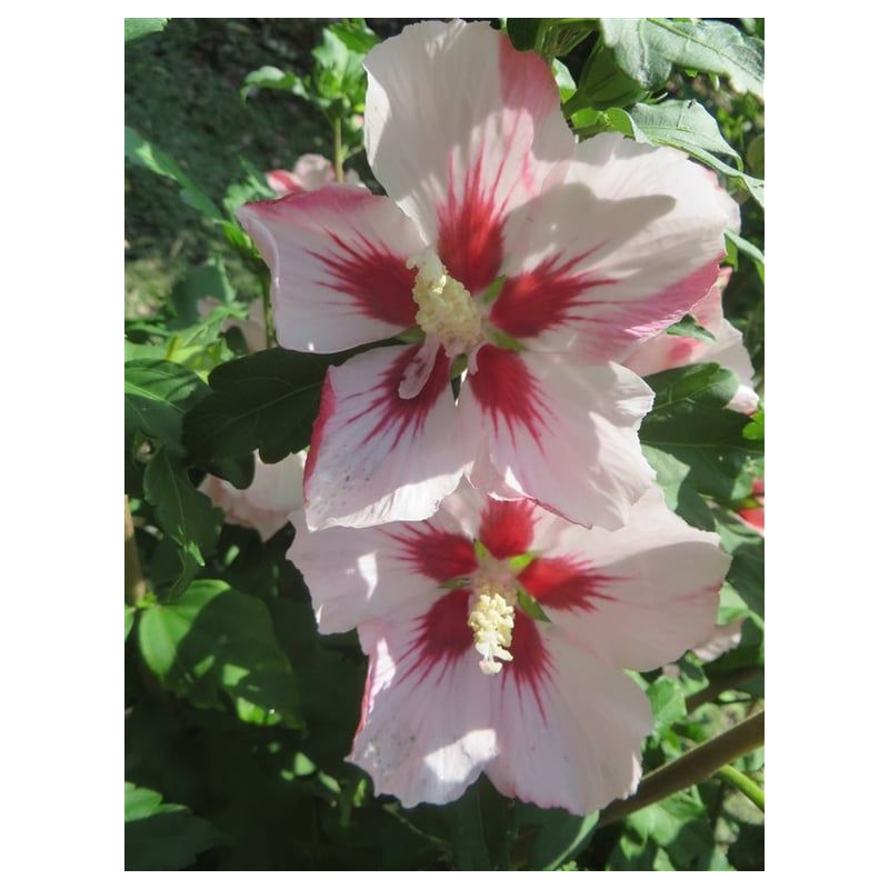 Hibiscus Hamabo