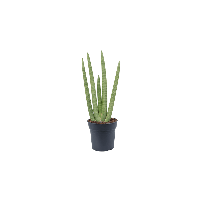 Sansevieria cylindrica Handshake