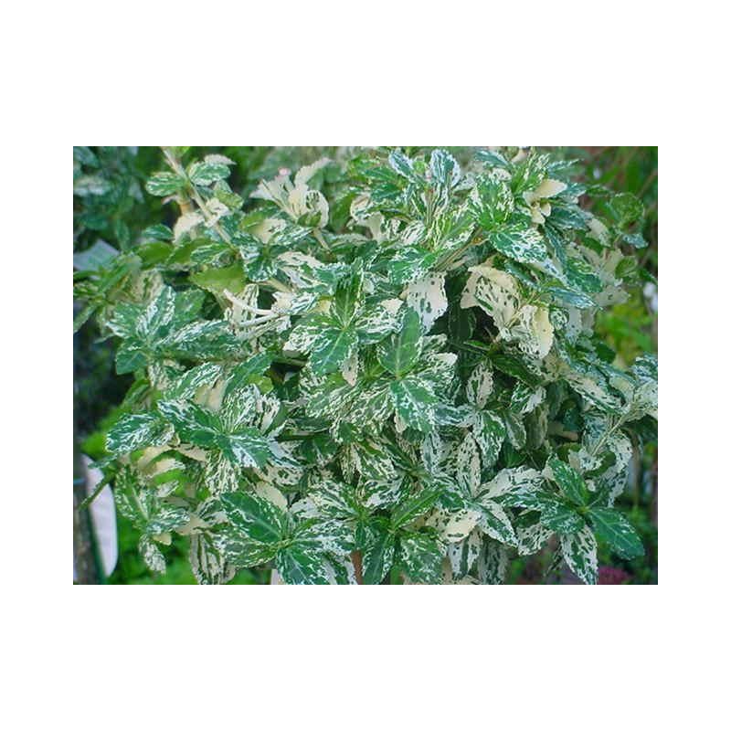 Euonymus Harlequin - 6 stuks