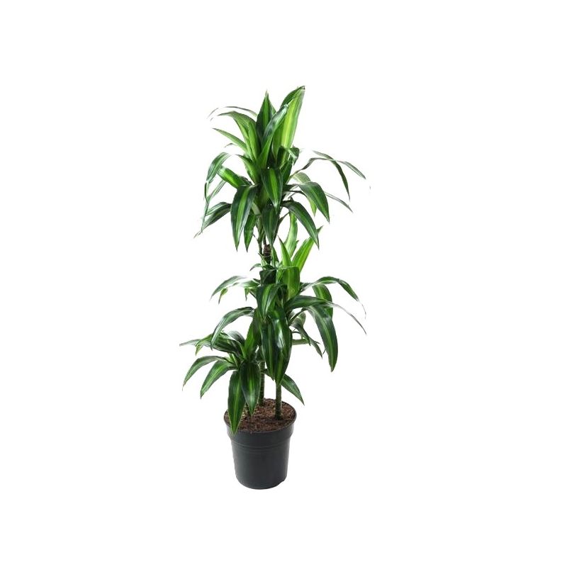 Dracaena Hawaiian Sunshine 3-stam