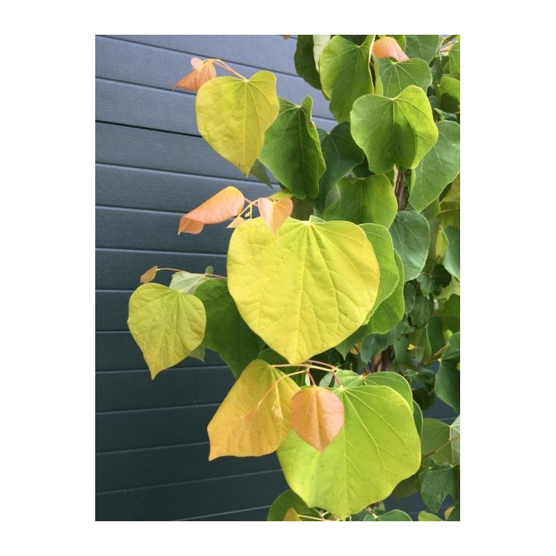 Cercis Canadensis Hearts of Gold - solitair 