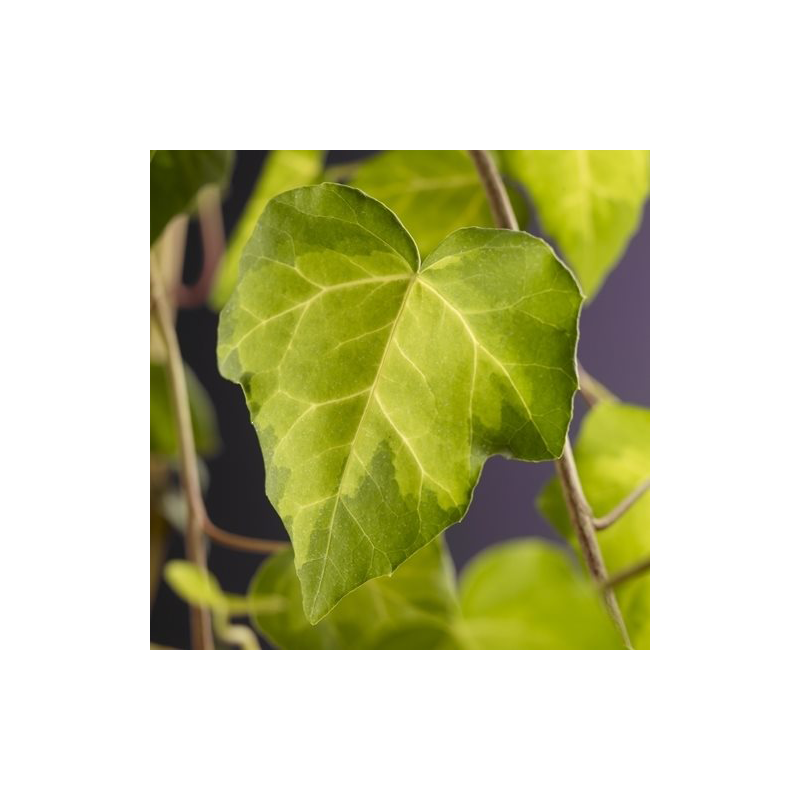 Hedera Sulphur Heart