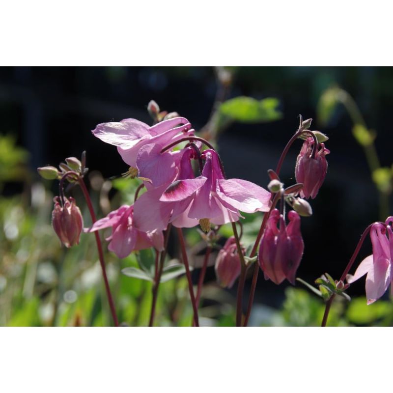 Aquilegia Heidi - 6 stuks