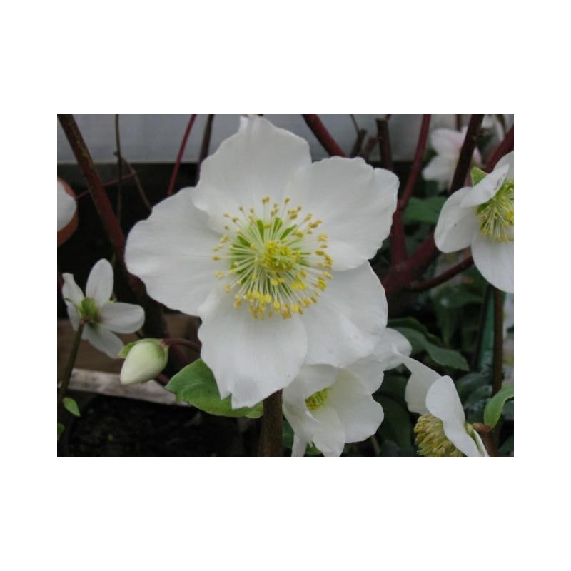 Helleborus niger - 6 stuks