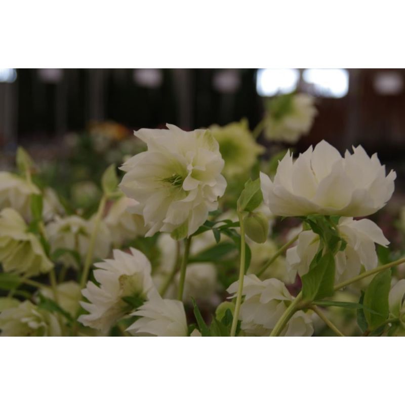 Helleborus Double Ellen White - 6 stuks