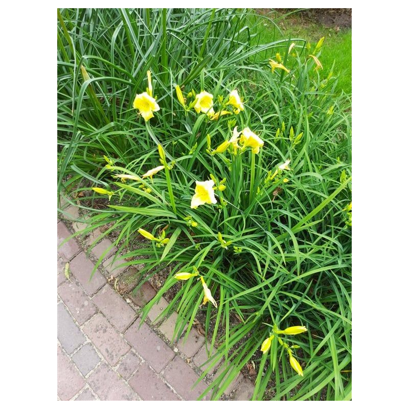 Hemerocallis citrina - 6 stuks