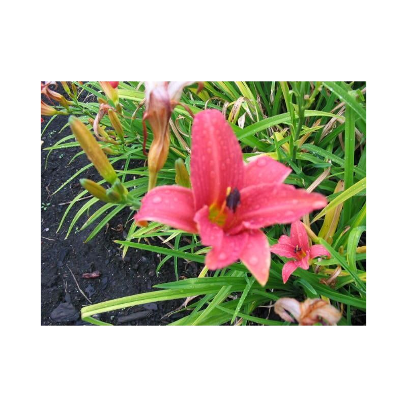 Hemerocallis Pink Damask - 6 stuks