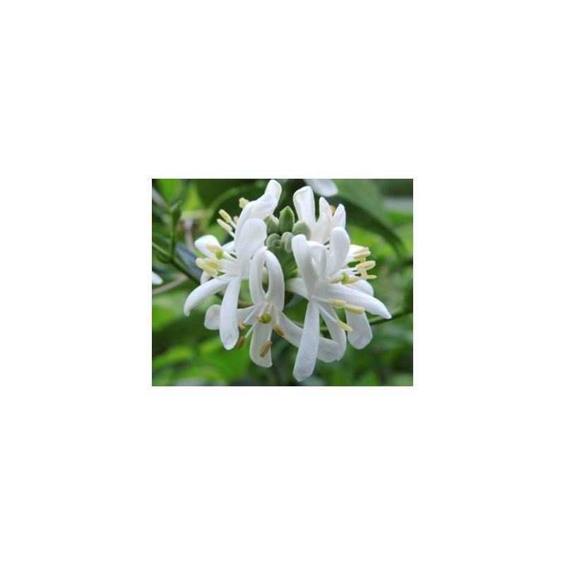 Heptacodium Miconioides - hoogstam