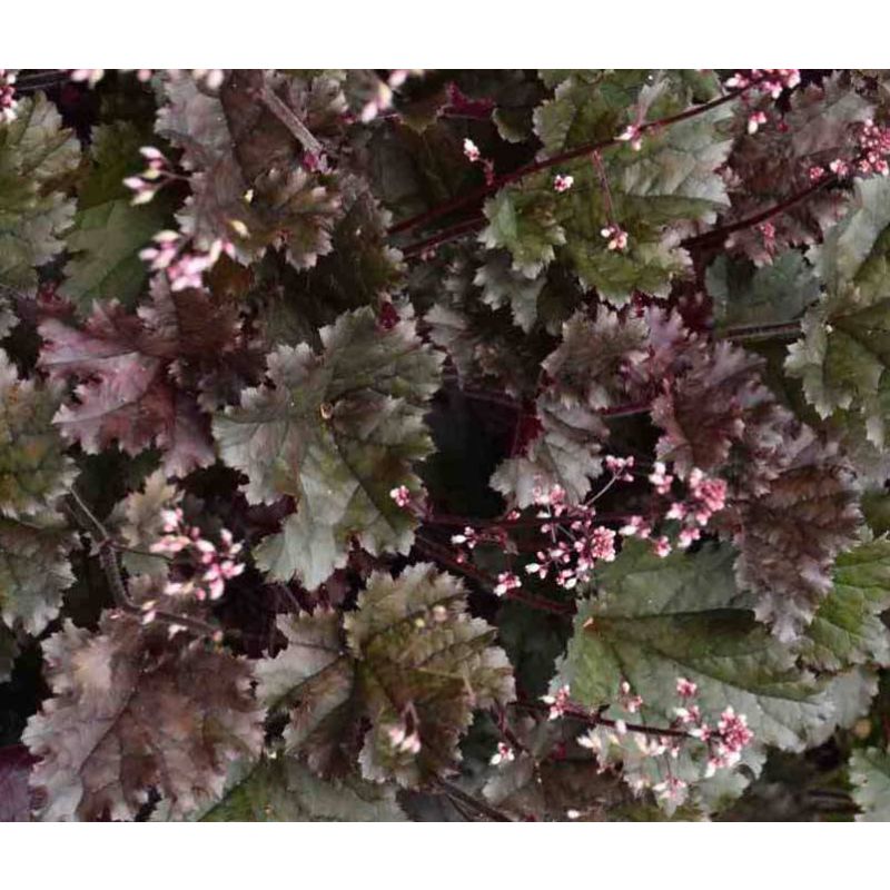 Heuchera Binoche - 6 stuks