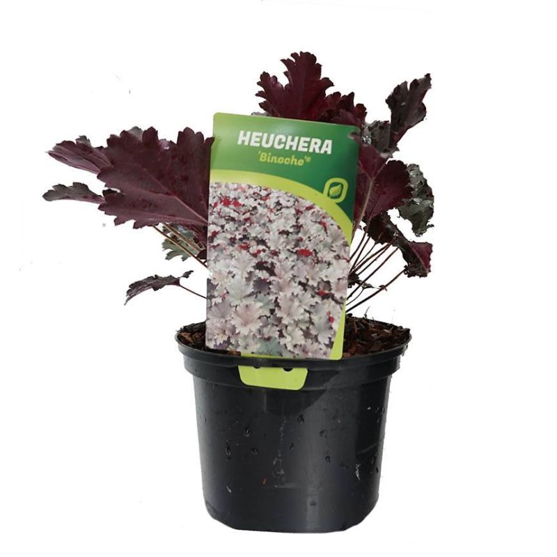 Heuchera Binoche - 6 stuks