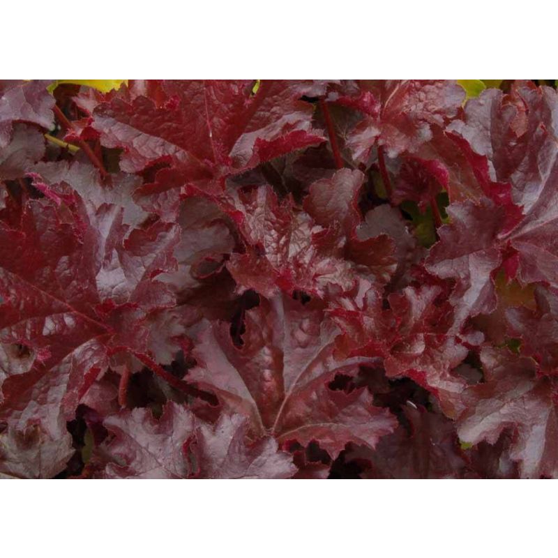 Heuchera Chocolate Ruffles - 6 stuks