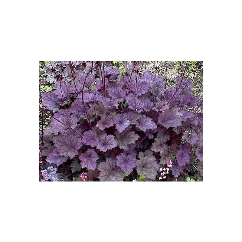 Heuchera Frosted Violet - 6 stuks