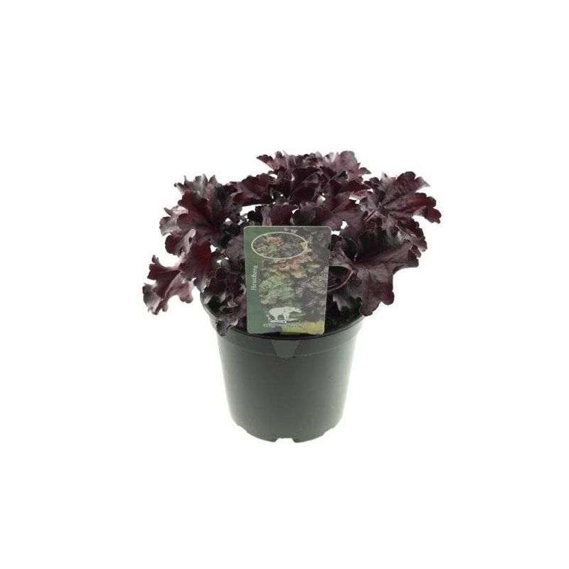 Heuchera Frosted Violet - 6 stuks