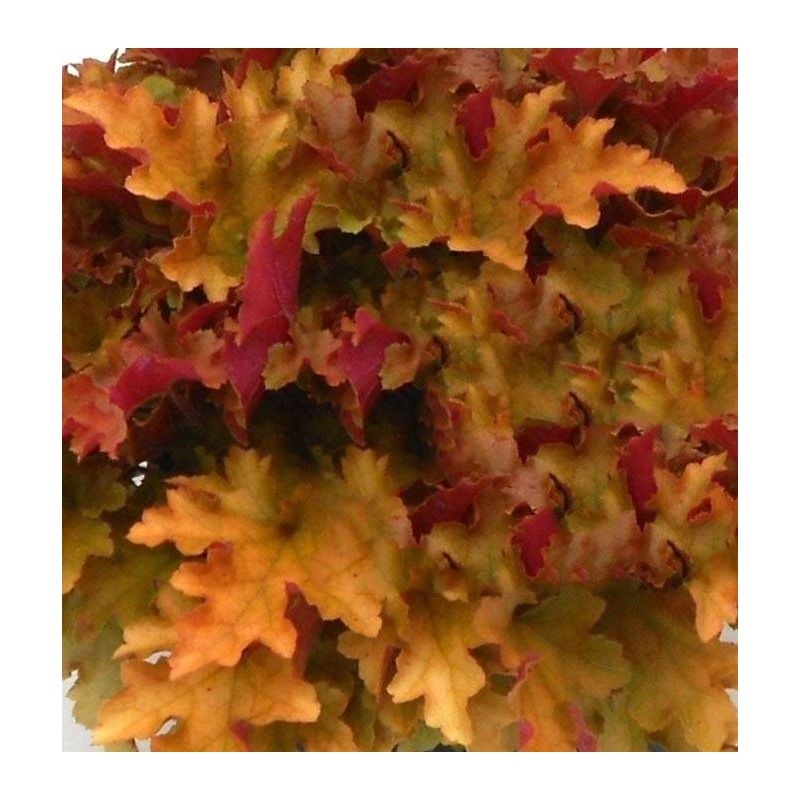 Heuchera Marmalade - 6 stuks