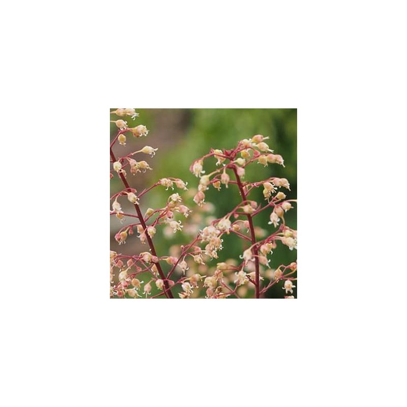 Heuchera Marmalade - 6 stuks