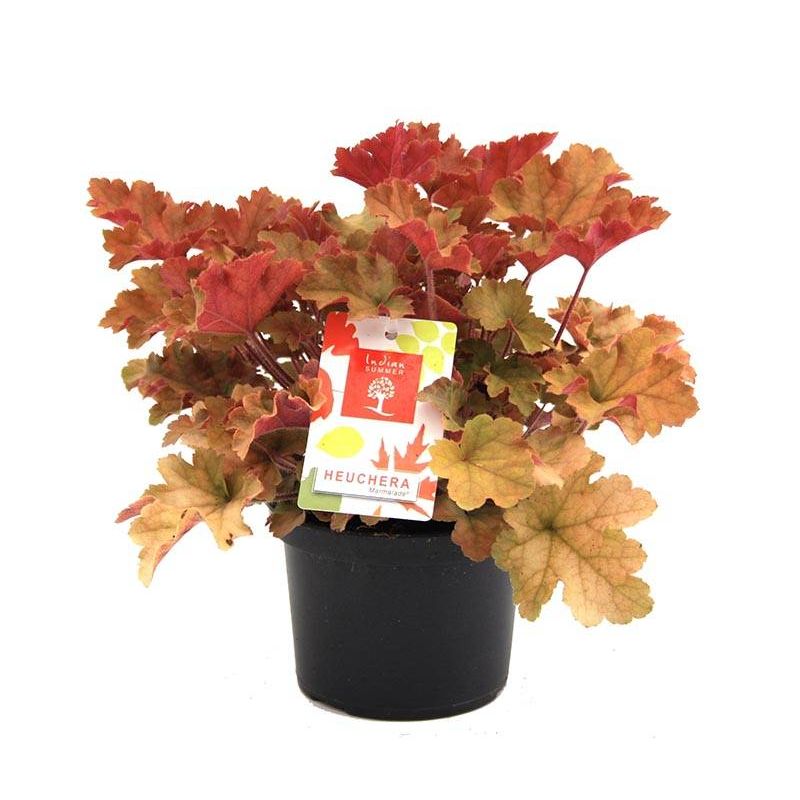 Heuchera Marmalade - 6 stuks