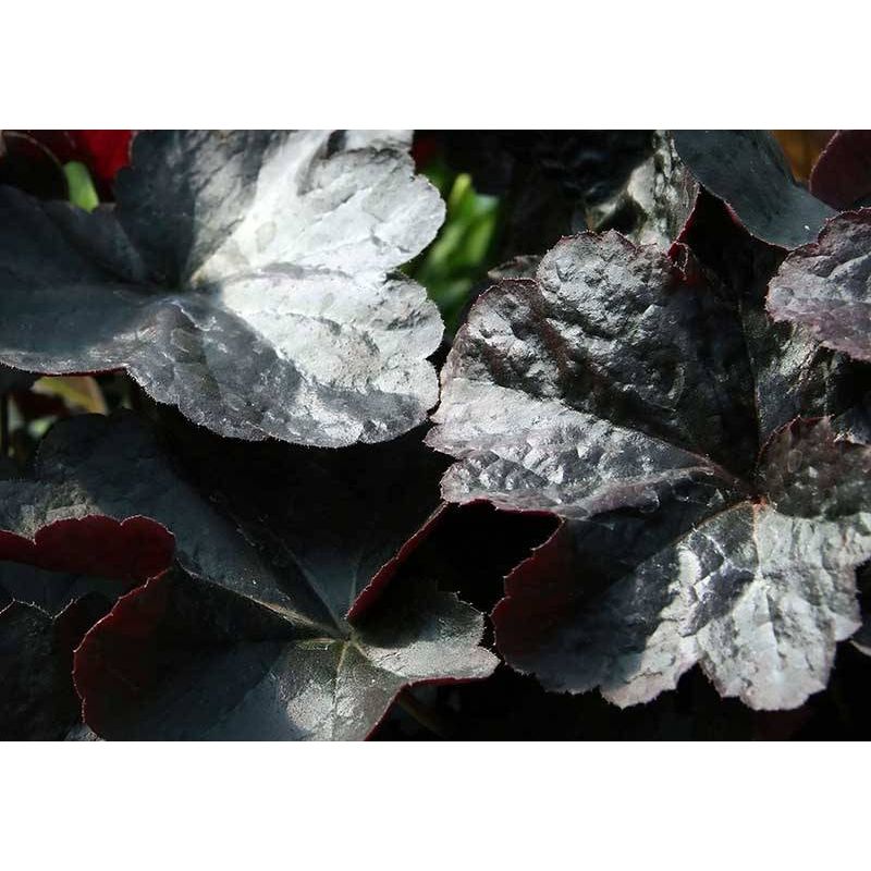 Heuchera Obsidian - 6 stuks