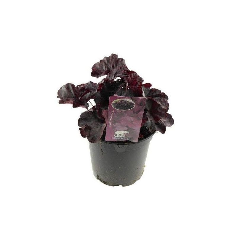 Heuchera Obsidian - 6 stuks