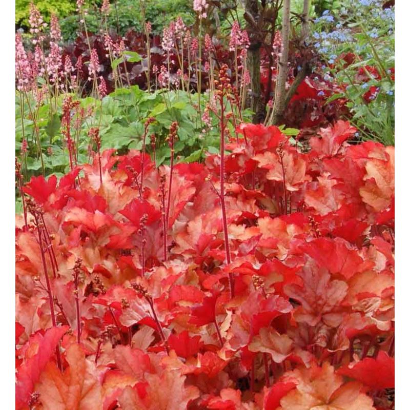 Heuchera Peach Flambe - 6 stuks