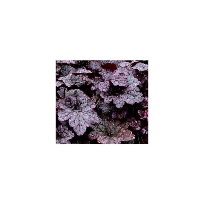 Heuchera Plum Pudding - 6 stuks