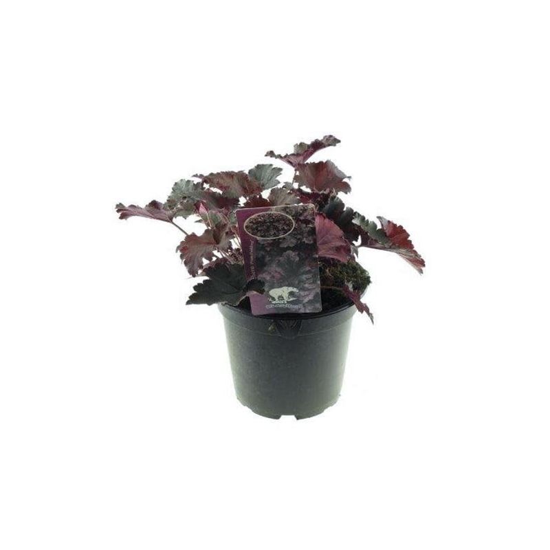 Heuchera Plum Pudding - 6 stuks