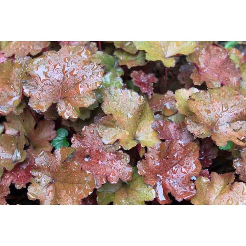 Heuchera Rachel - 6 stuks