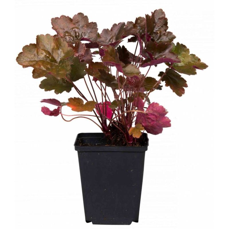 Heuchera Rachel - 6 stuks