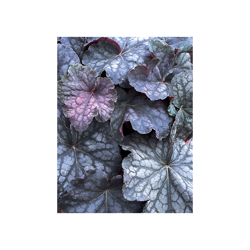 Heuchera Velvet Night - 6 stuks