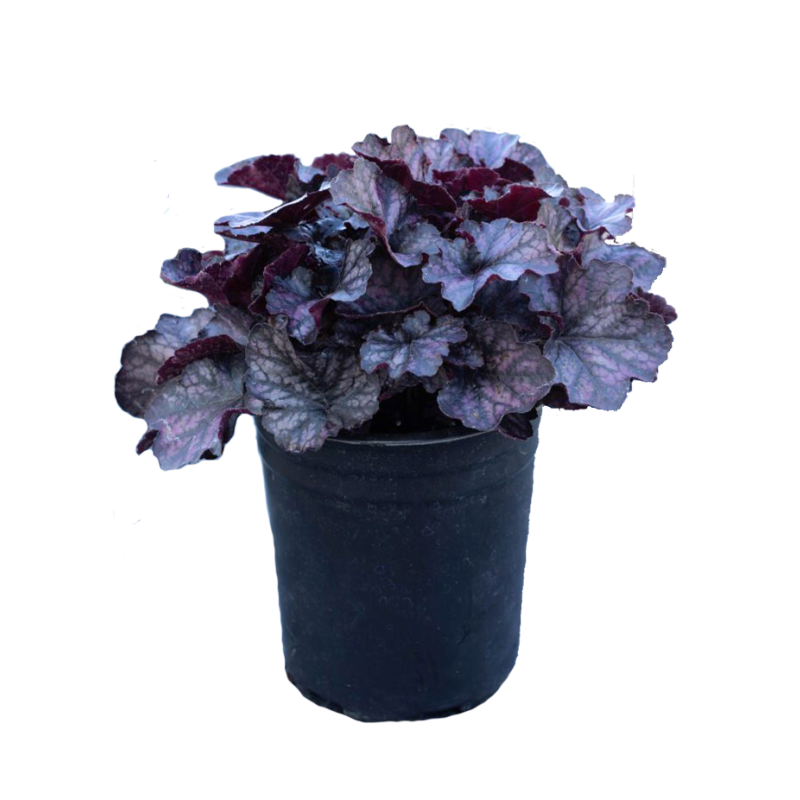 Heuchera Velvet Night - 6 stuks