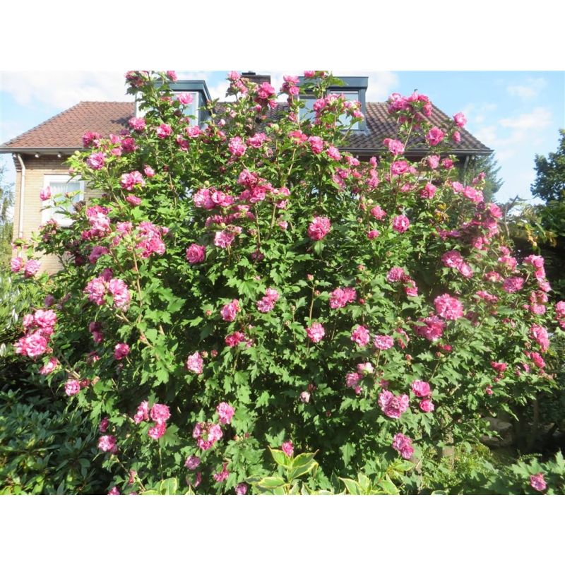 Hibiscus Ardens