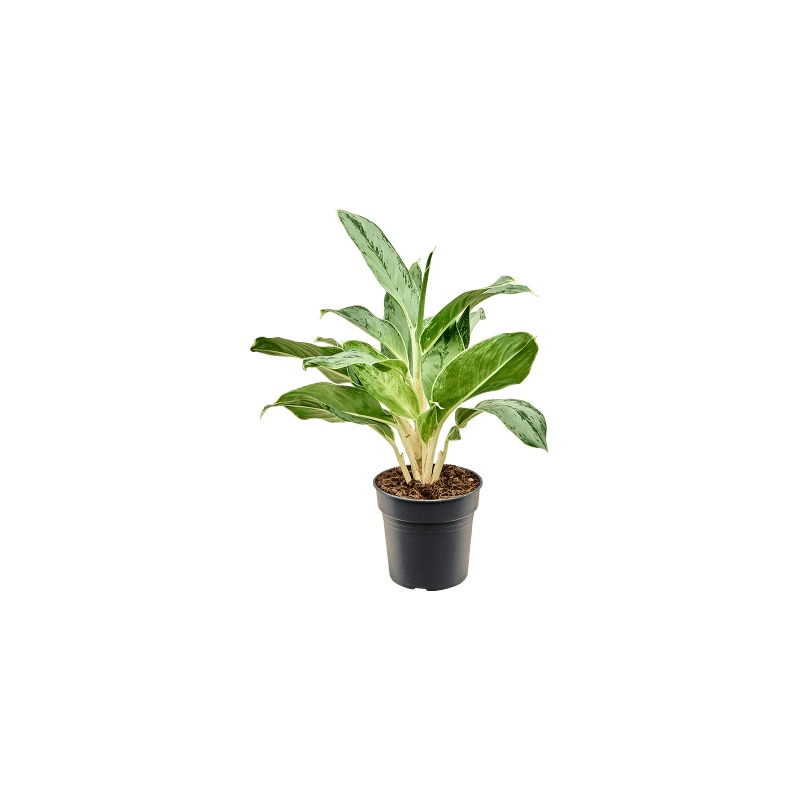 Aglaonema Horizon