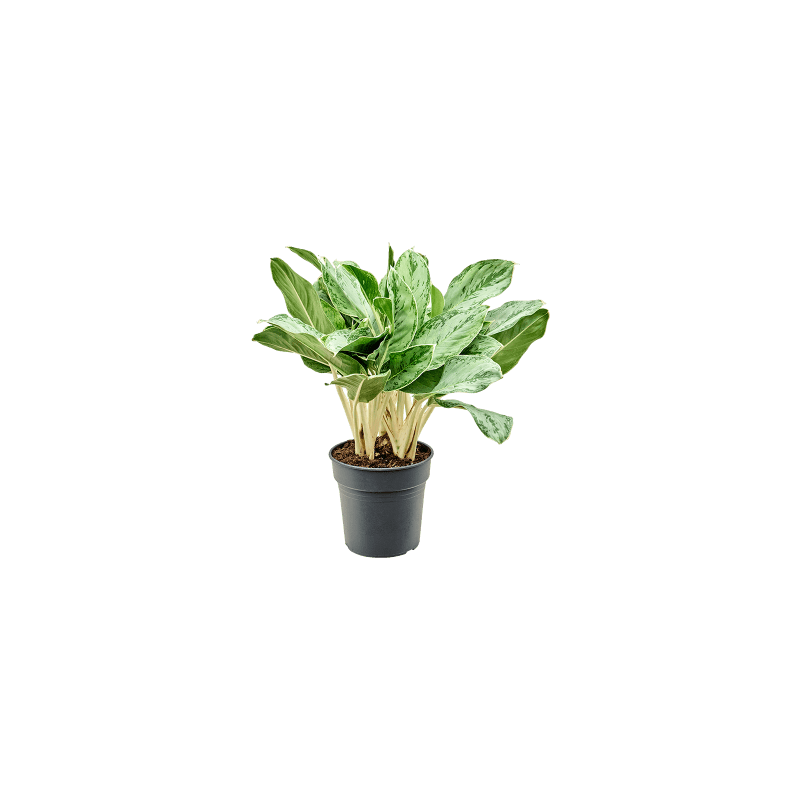 Aglaonema Horizon