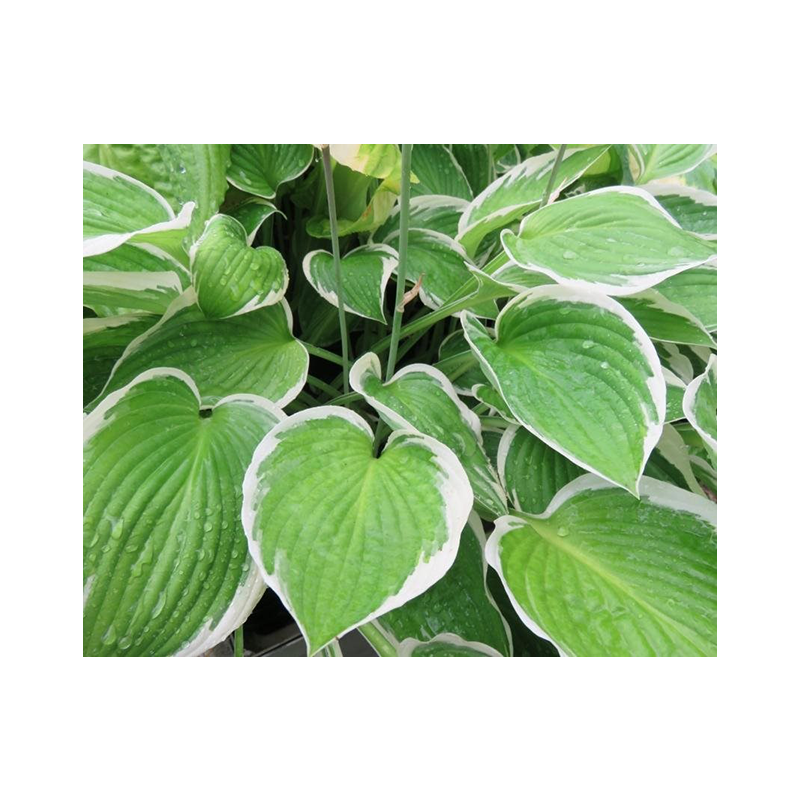 Hosta Francee - 6 stuks