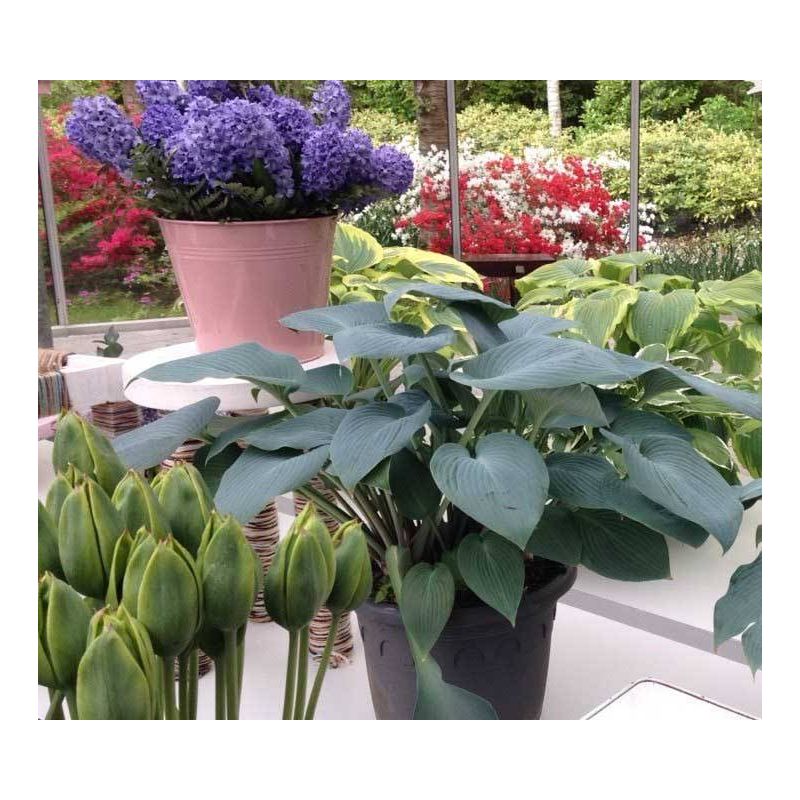 Hosta Halcyon - 6 stuks