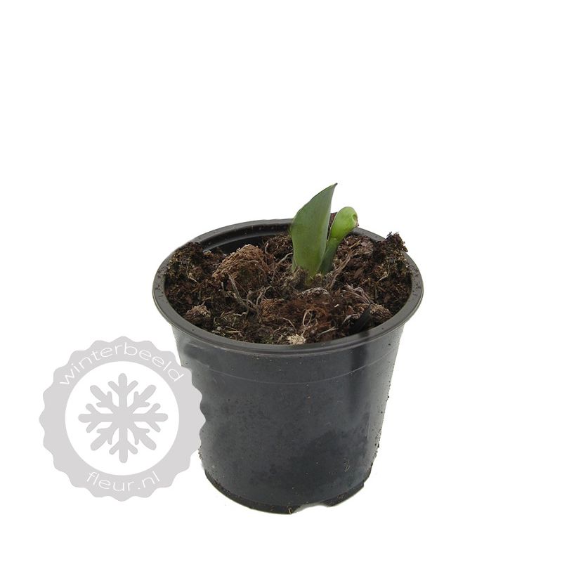 Hosta Halcyon - 6 stuks