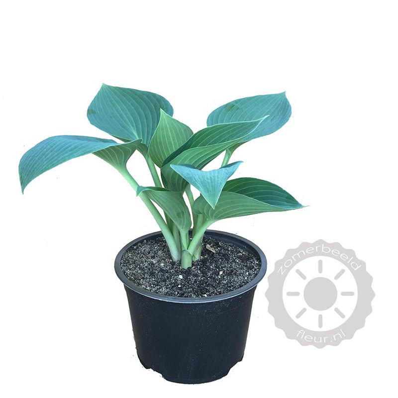 Hosta Halcyon - 6 stuks