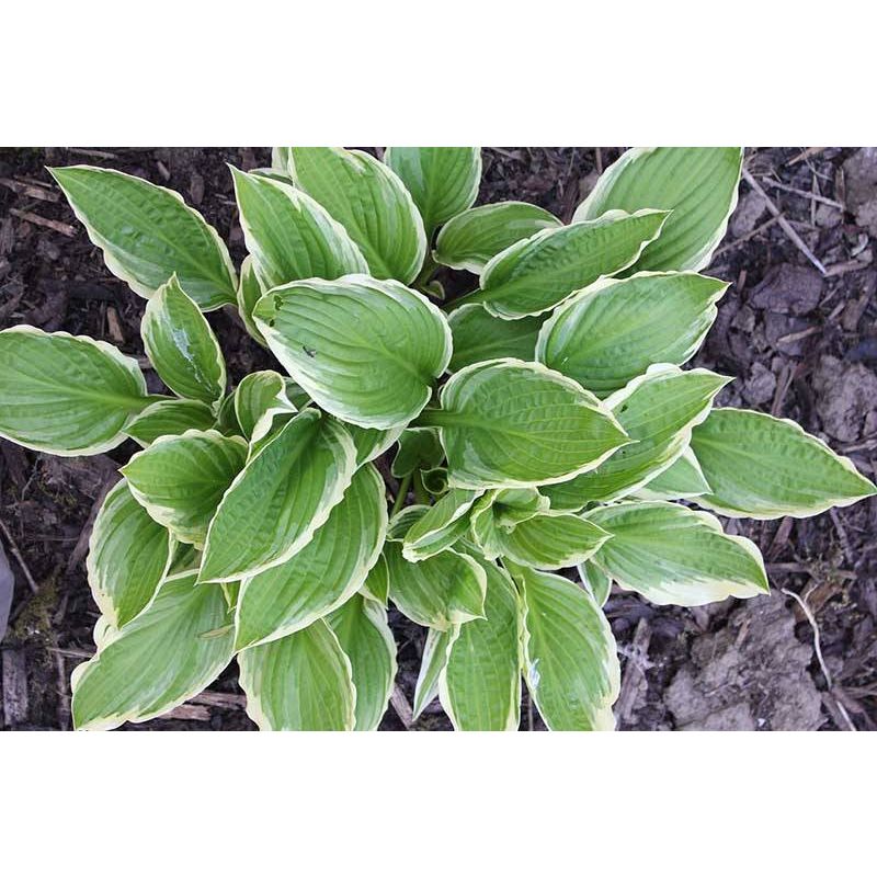 Hosta Albomarginata - 6 stuks