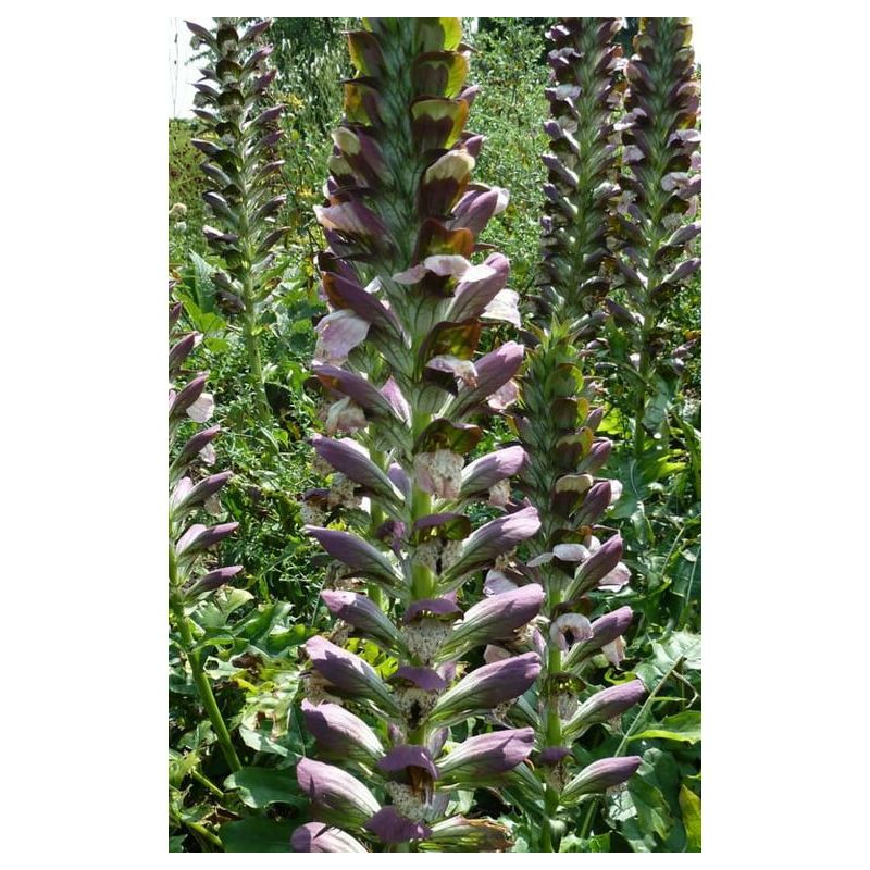 Acanthus hungaricus - 6 stuks