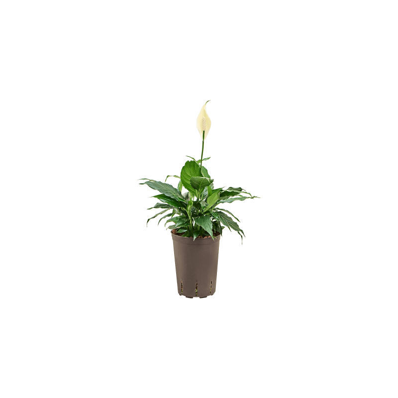 Spathiphyllum Hybriden