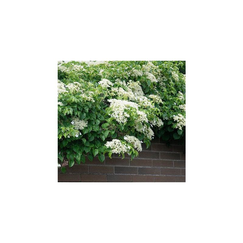 Hydrangea Petiolaris