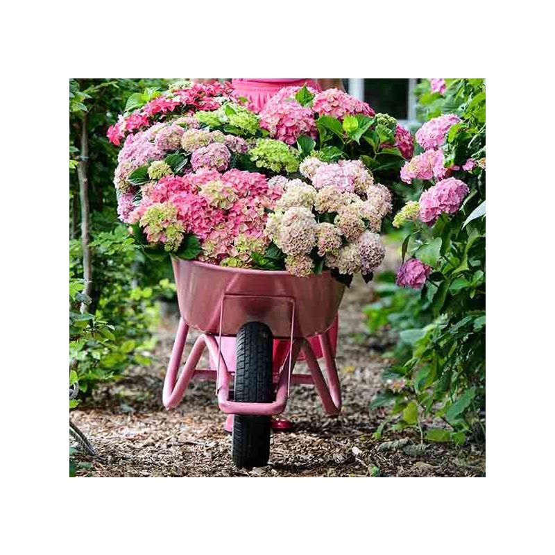 Hydrangea macrophylla 'Bouquet Rose'