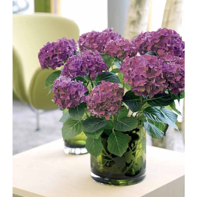 Hydrangea Little Purple