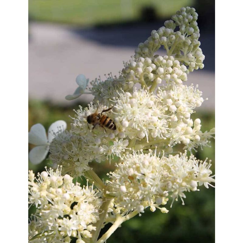 Hydrangea Kyushu