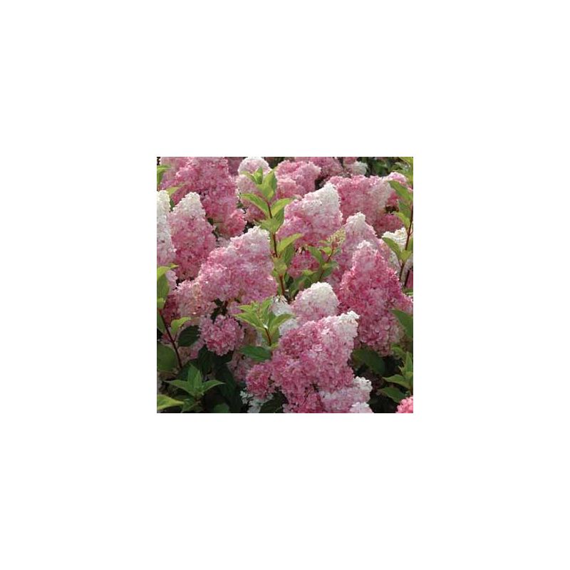 Hydrangea Vanille Fraise