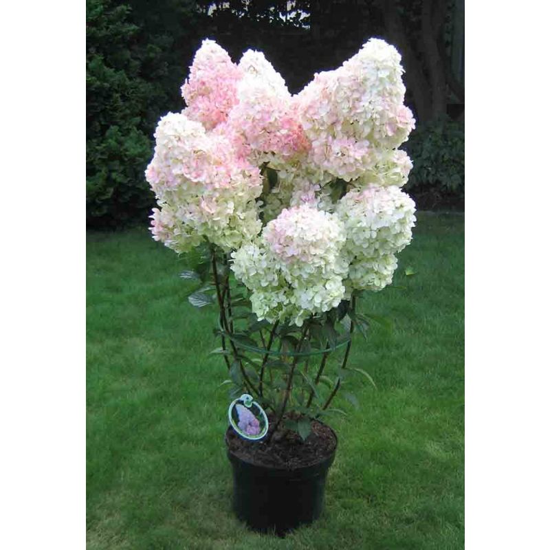 Hydrangea Vanille Fraise