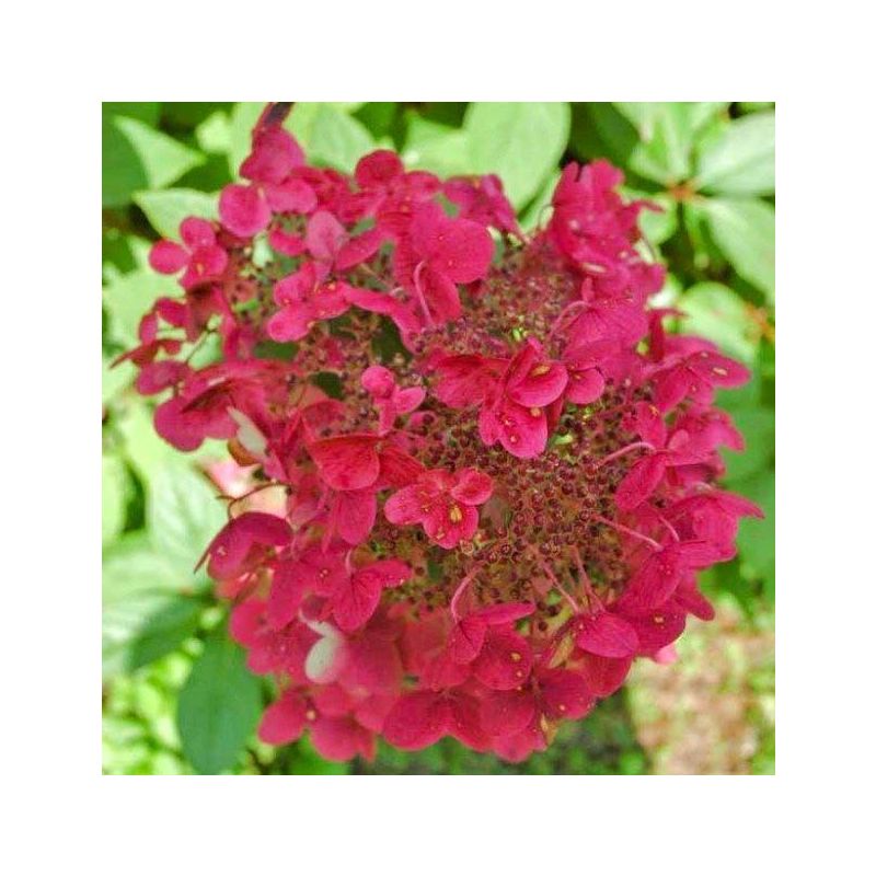 Hydrangea Wim's Red