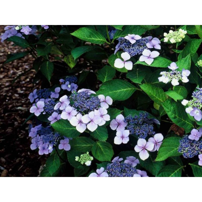 Hydrangea serrata 'Bluebird'