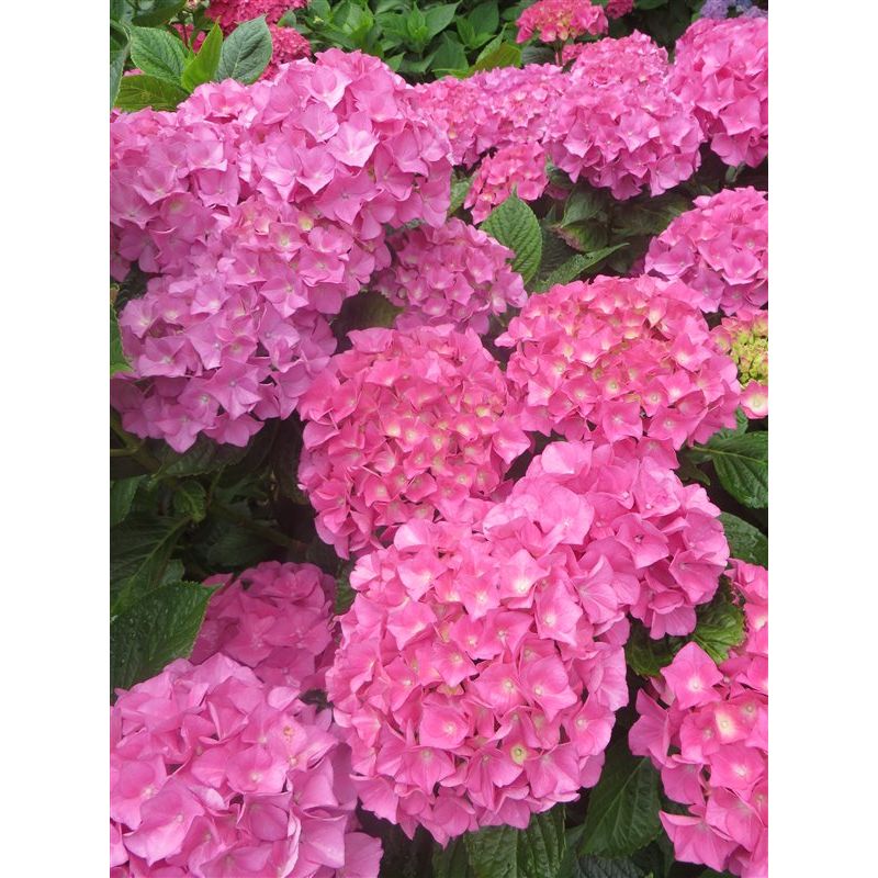 Hydrangea macrophylla 'Bouquet Rose'