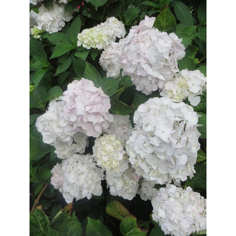 Hydrangea macrophylla 'Madame Emile Mouillère'