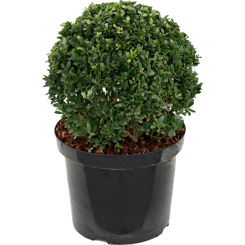 Ilex crenata - bolvorm